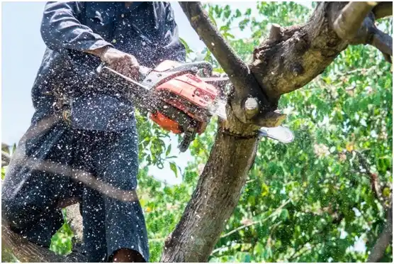 tree services Montezuma Creek